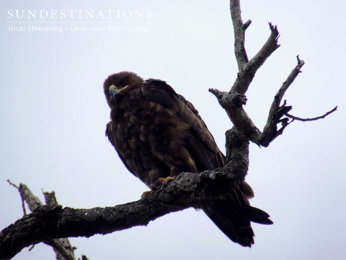 Wahlberg's Eagle Wahlberg's Eagle
