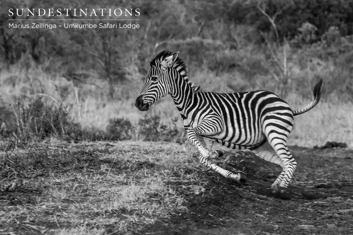 Umkumbe Zebra