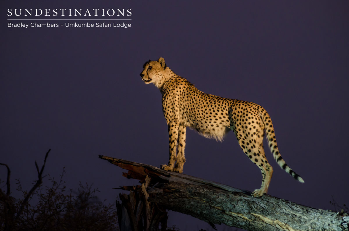 Umkumbe Cheetah