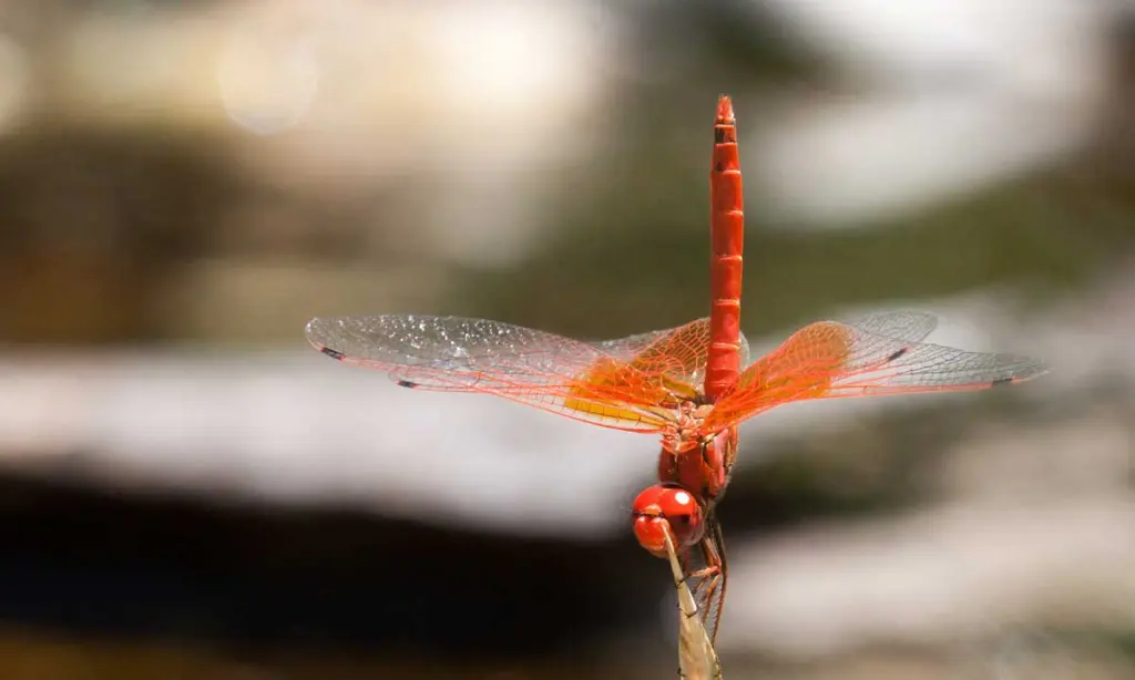 Dragonfly