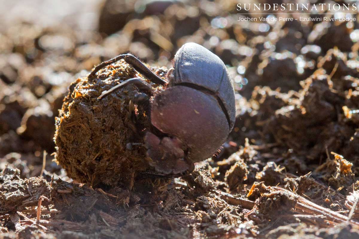 Dung Beetle Ezulwini