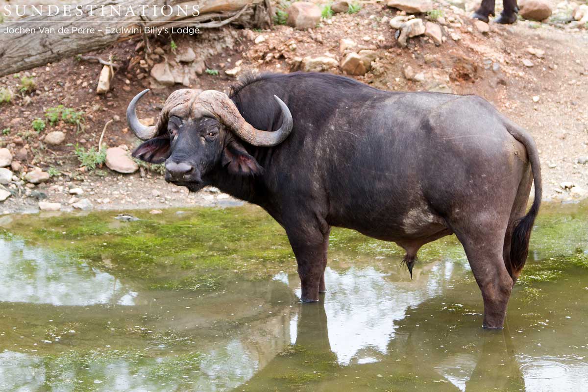 Lone Buffalo Bull