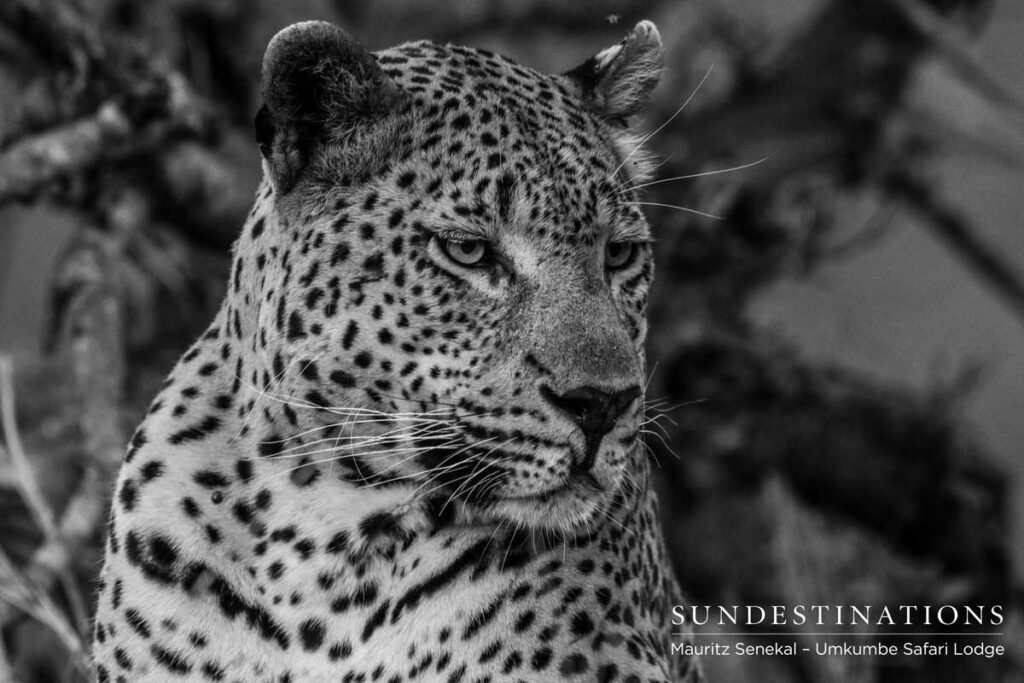 Mxabene Portrait