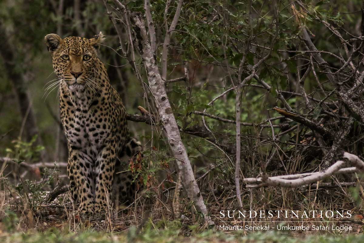 Leopardess White Dam