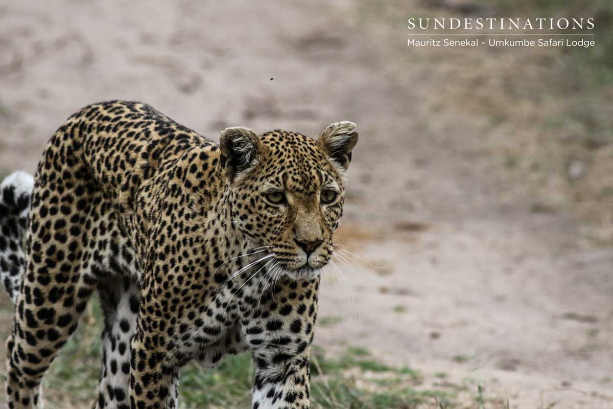 White Dam Leopard