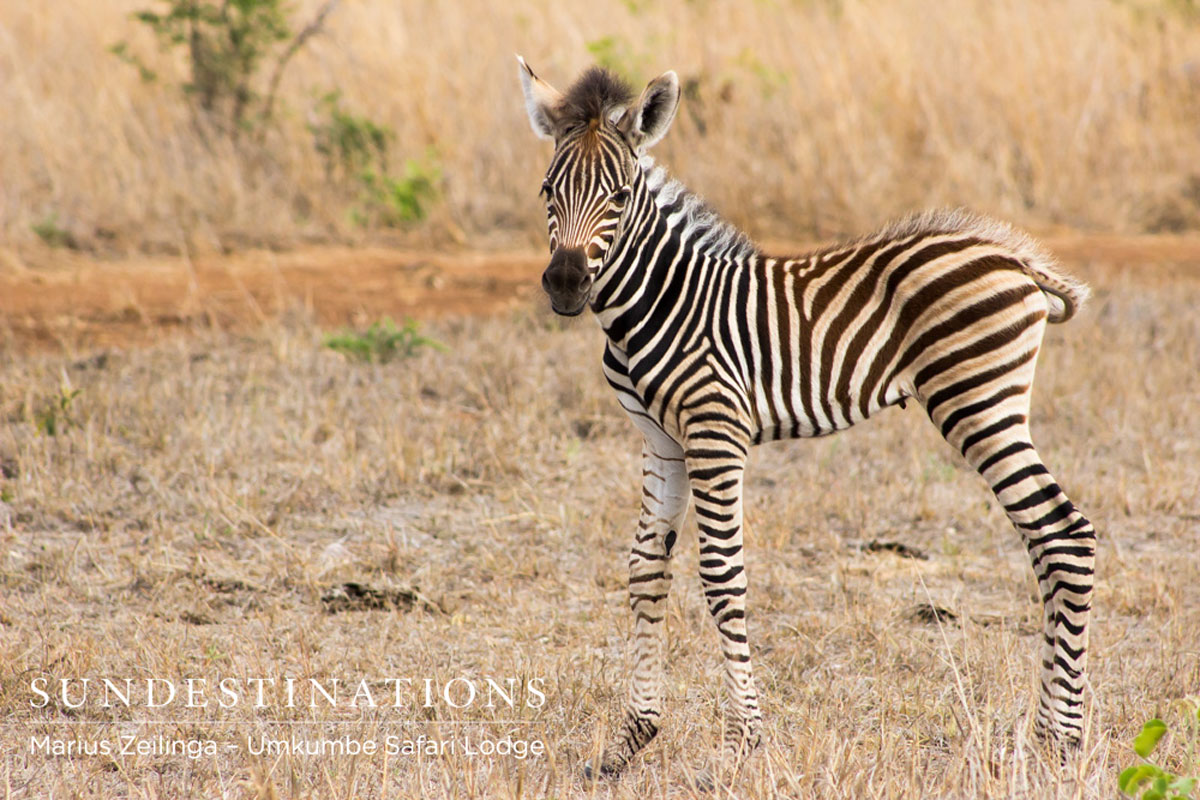Zebra Foal