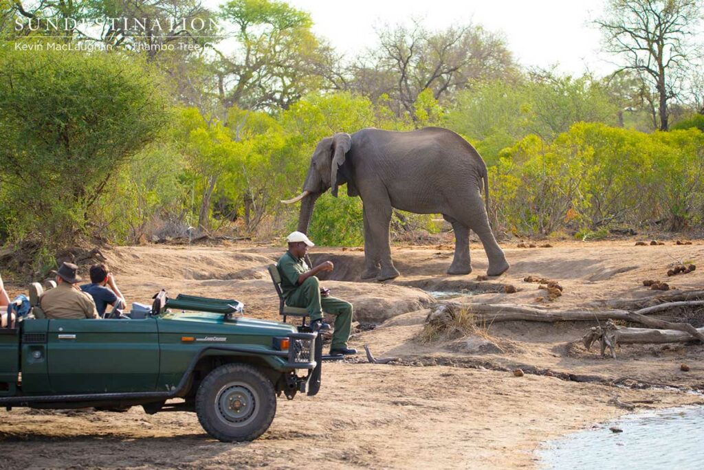 Elephant Bull at nThambo