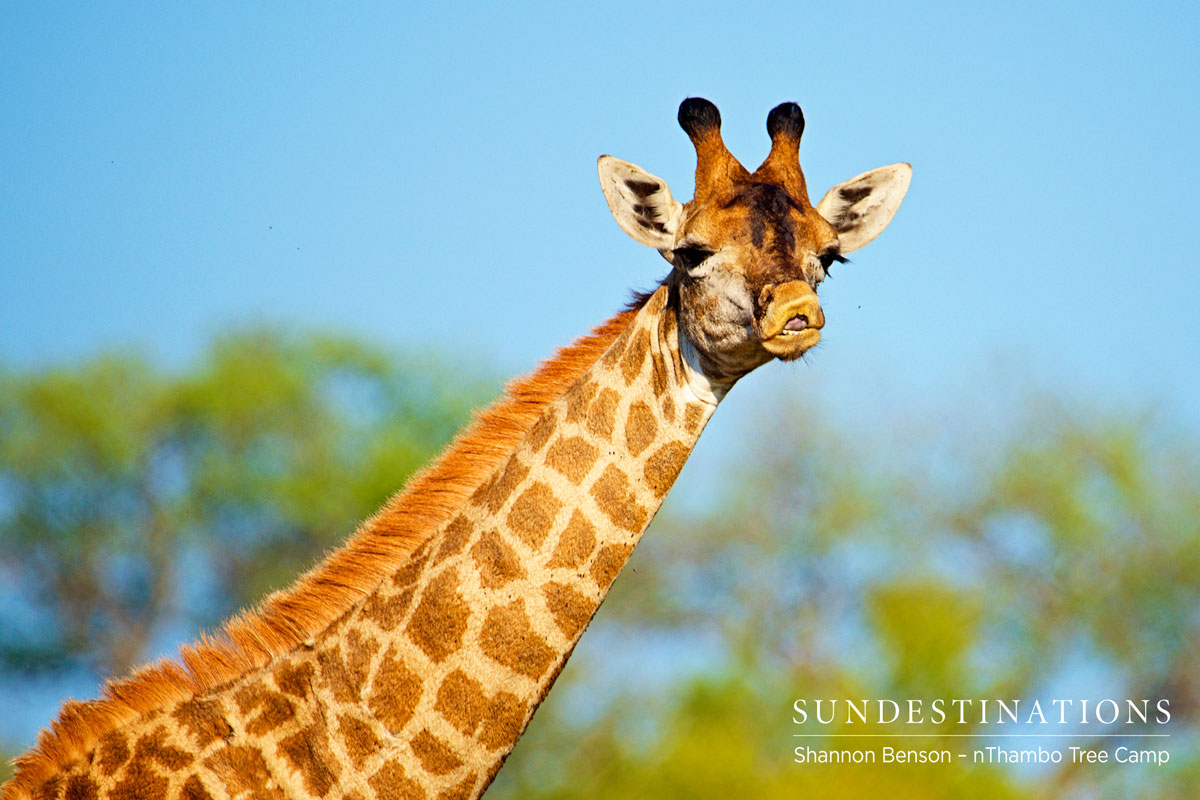 nThambo Giraffe