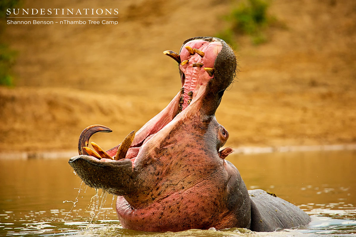 Hippo - nThambo