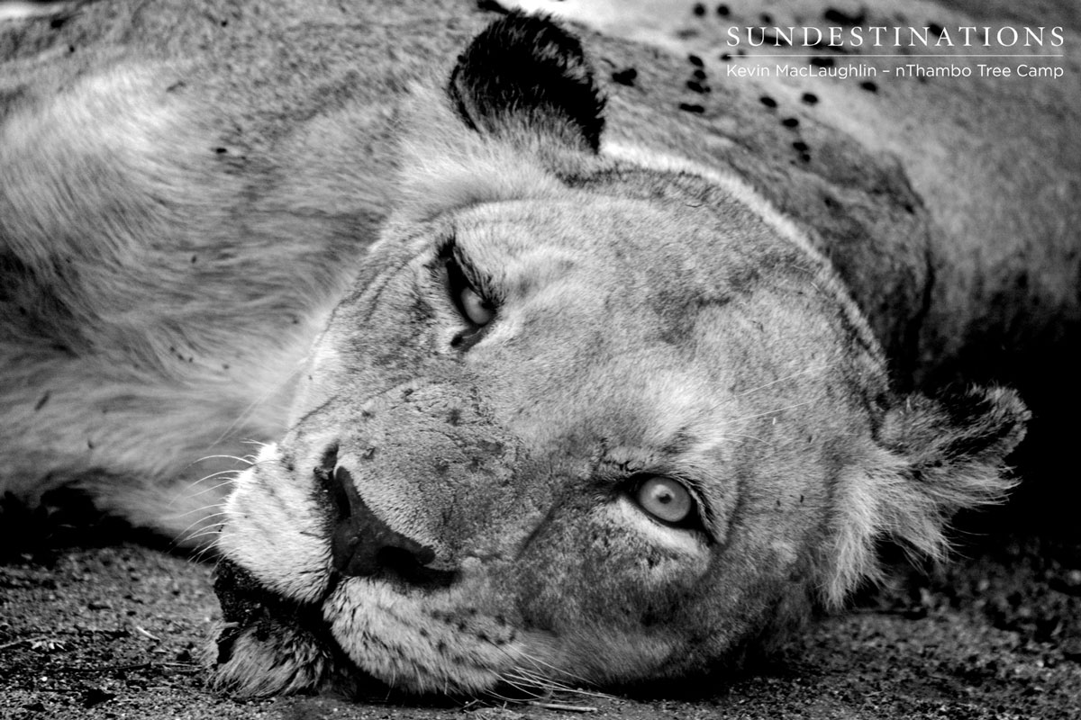Ross Pride Lioness