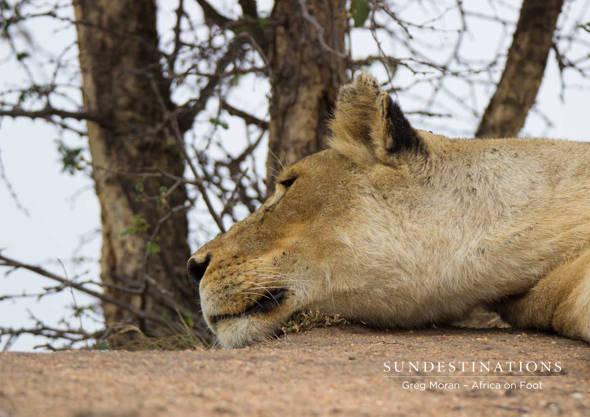 Ross Pride Lioness Ross Pride Lioness