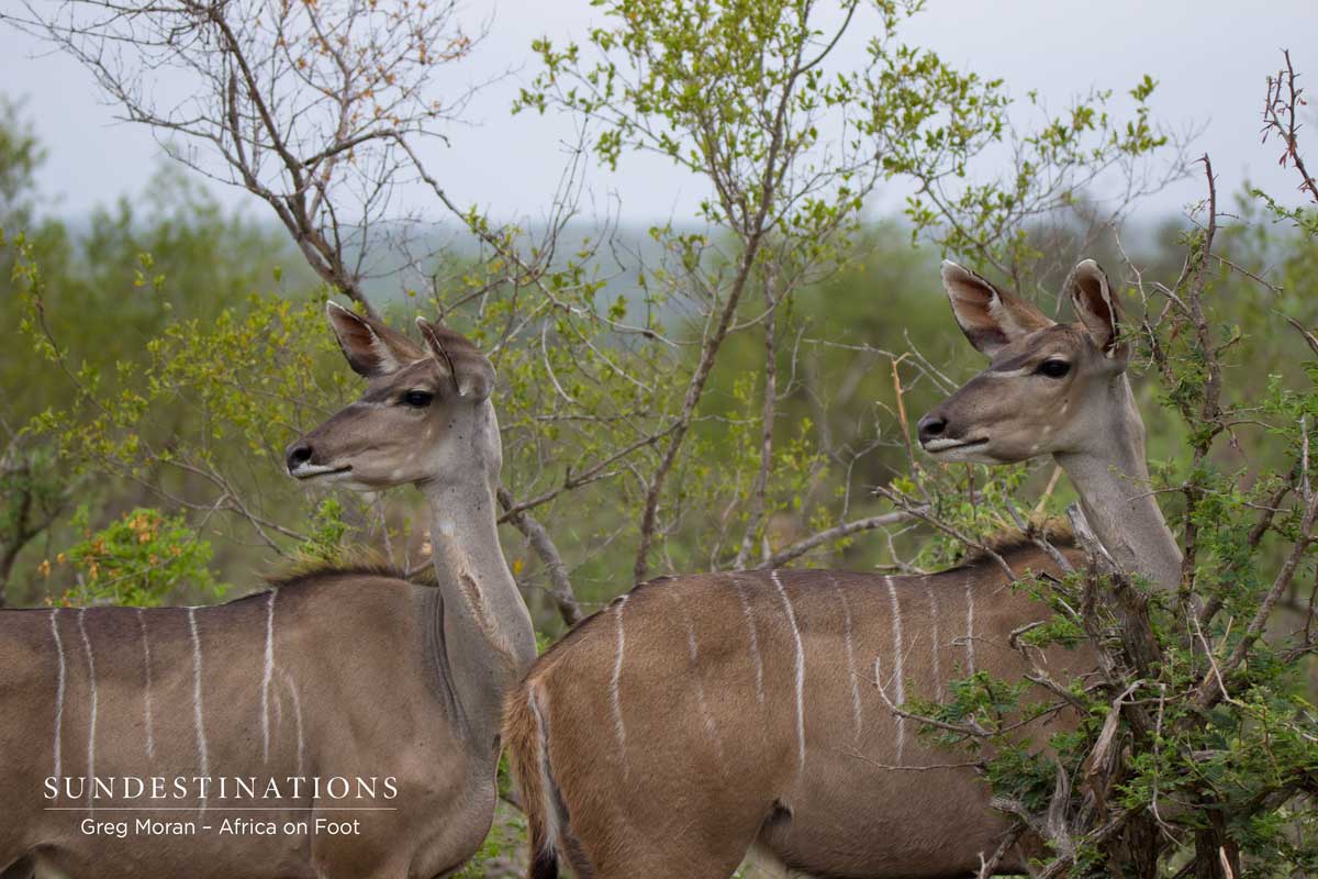 Kudu Cows Kudu Cows