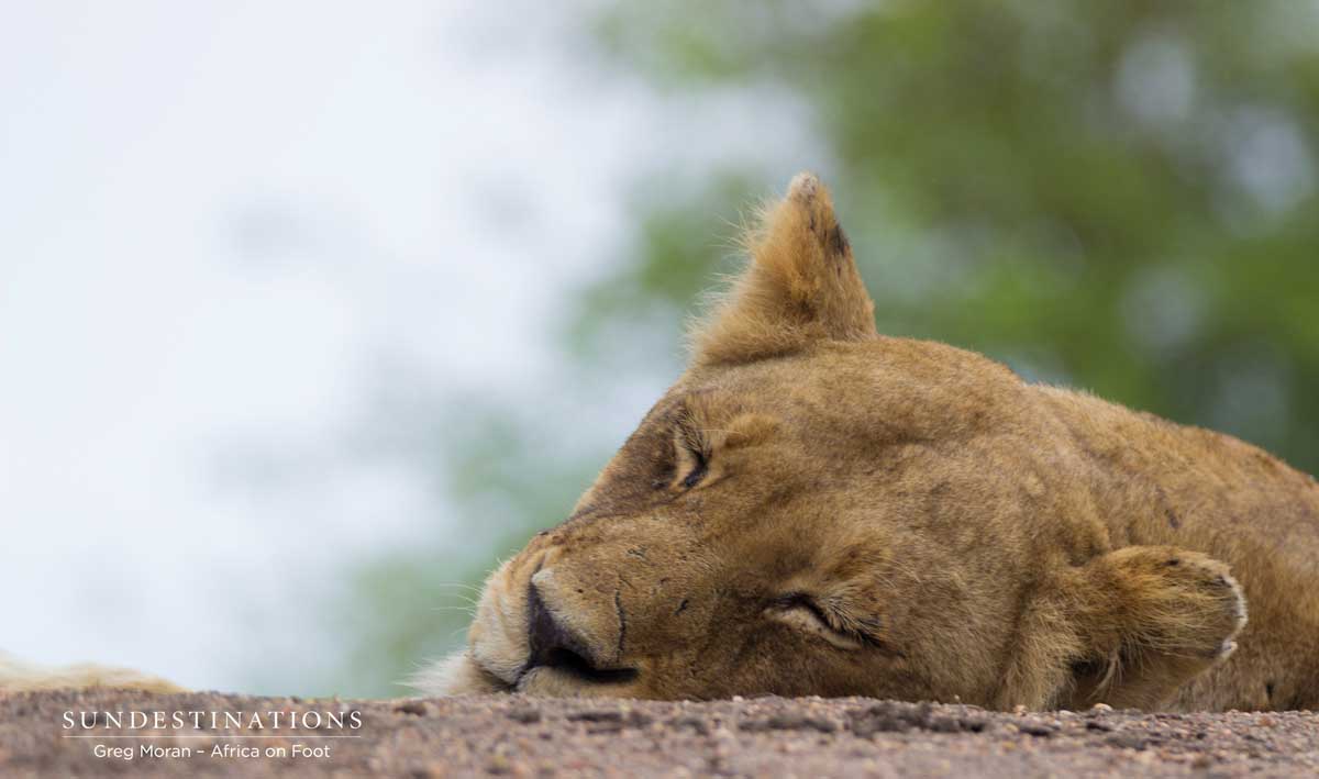 Ross Pride Breakaway Lioness Ross Pride Breakaway Lioness