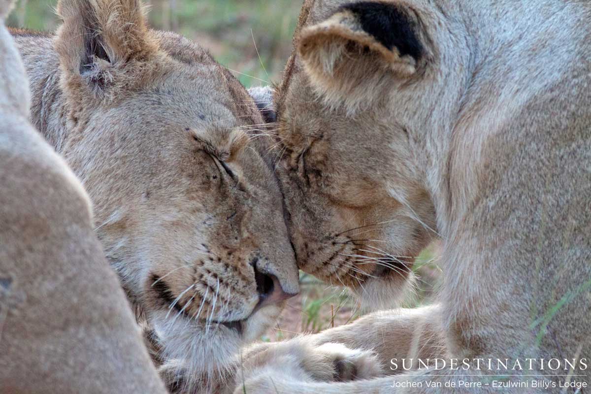 Balule Pride of Lions