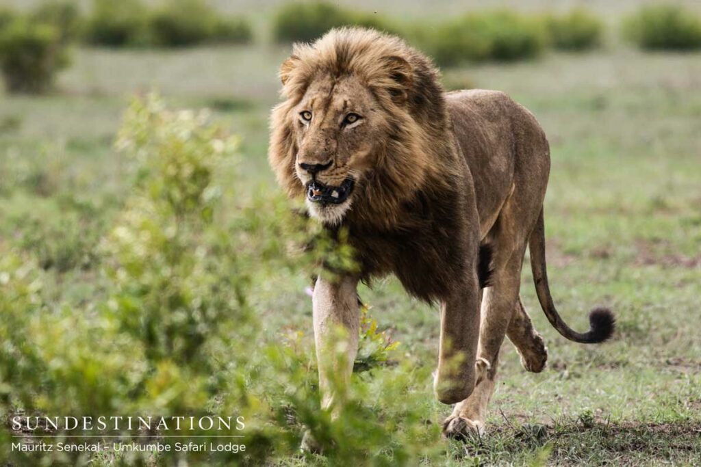 Charleston male approaches buffalo herd