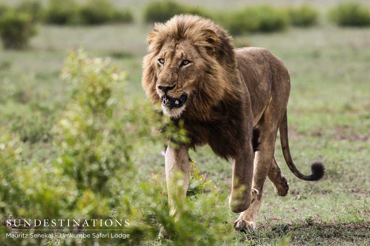 Charleston male approaches buffalo herd