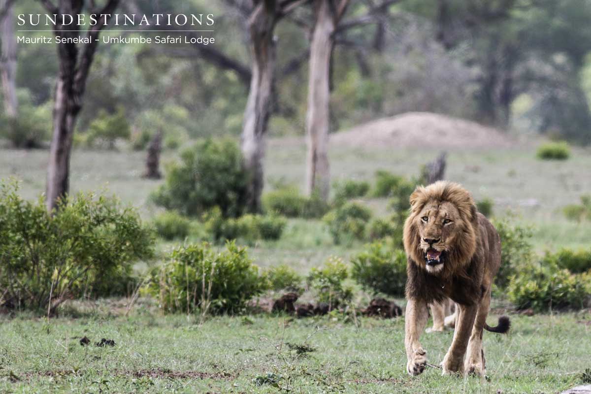 Charleston Take Down