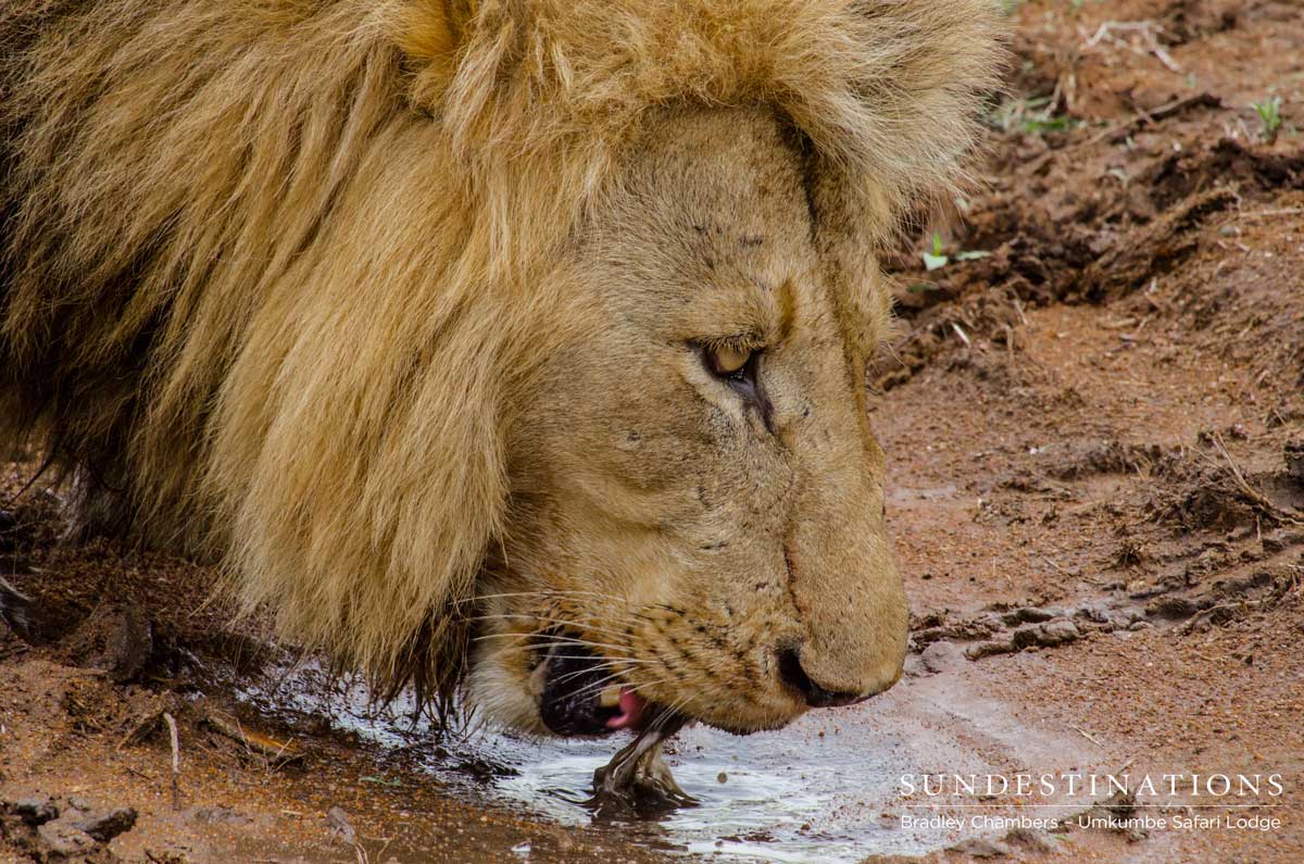 Charleston Male Drinking