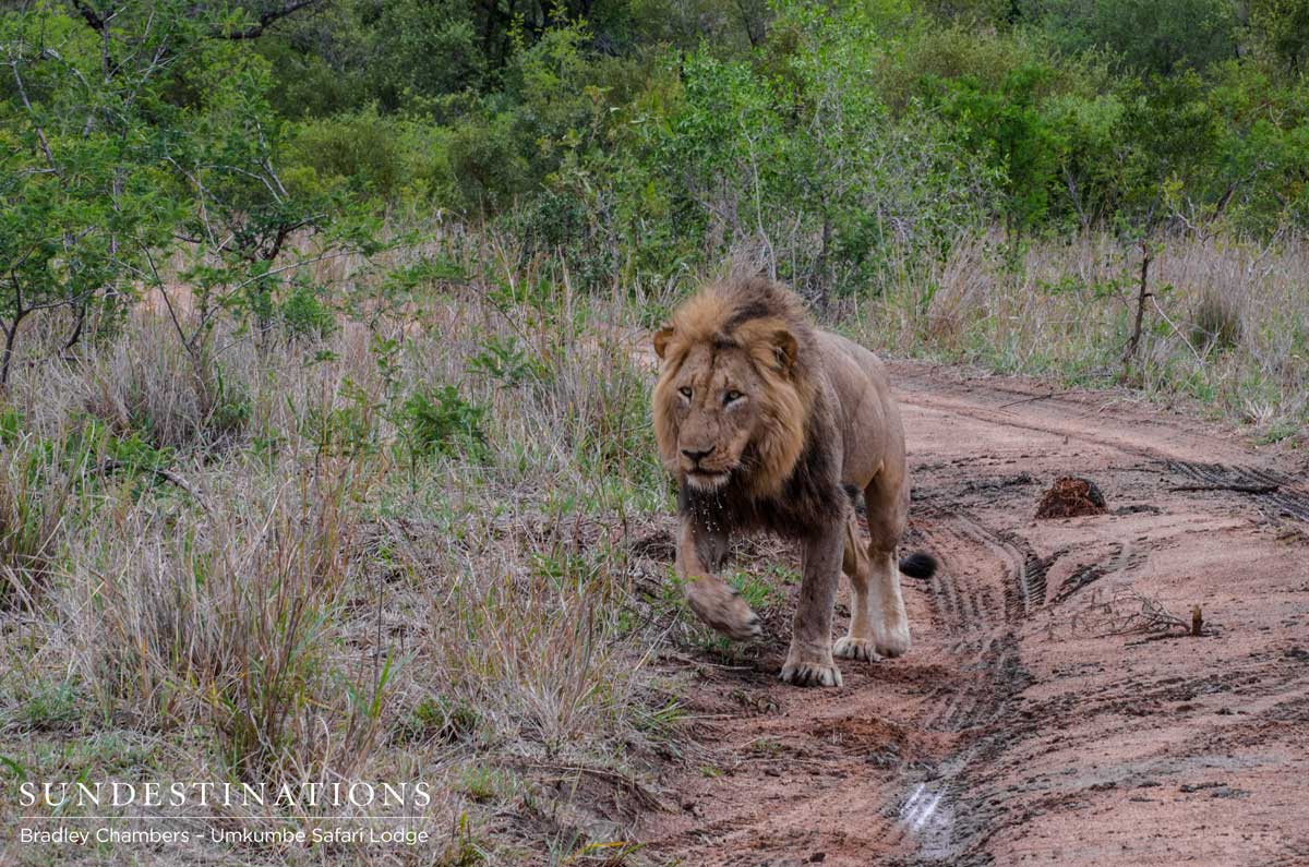 Charleston Lion Hunts Buffalo
