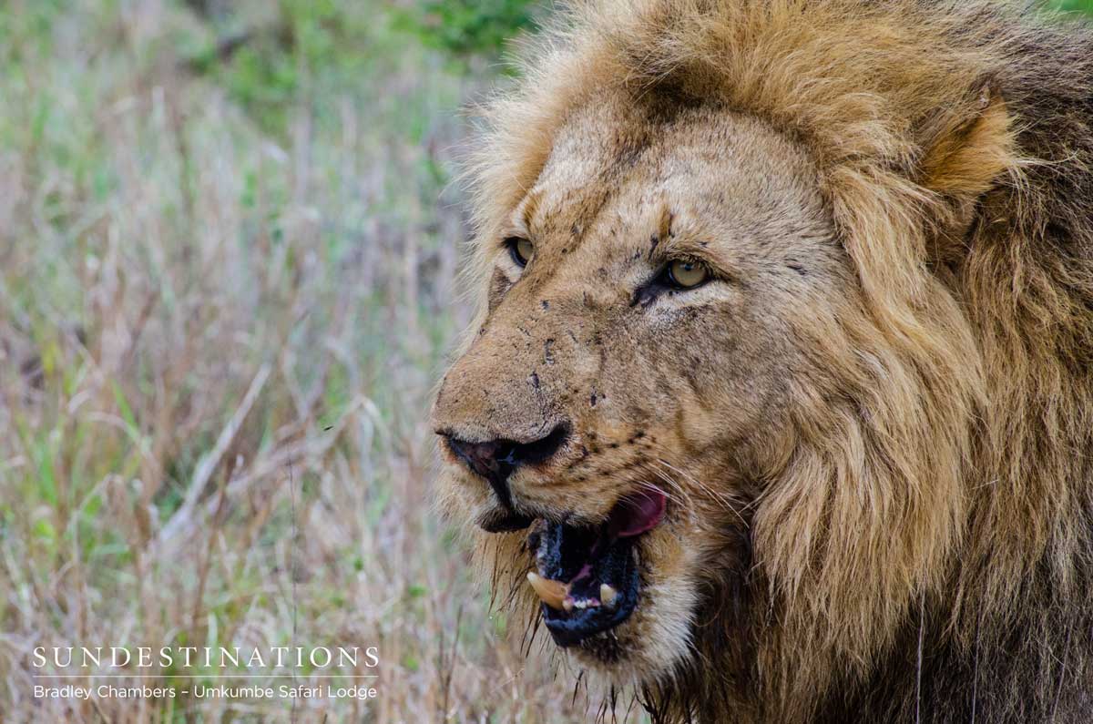 Charleston Male Lion - Sabi