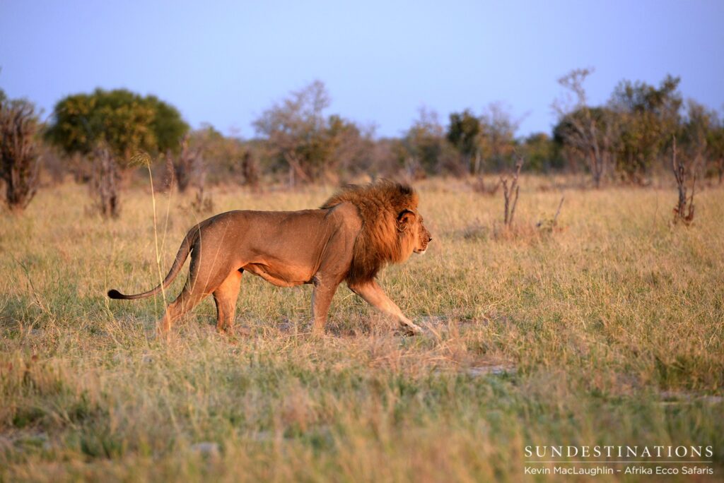 Male lion in Savuti Male lion in Savuti