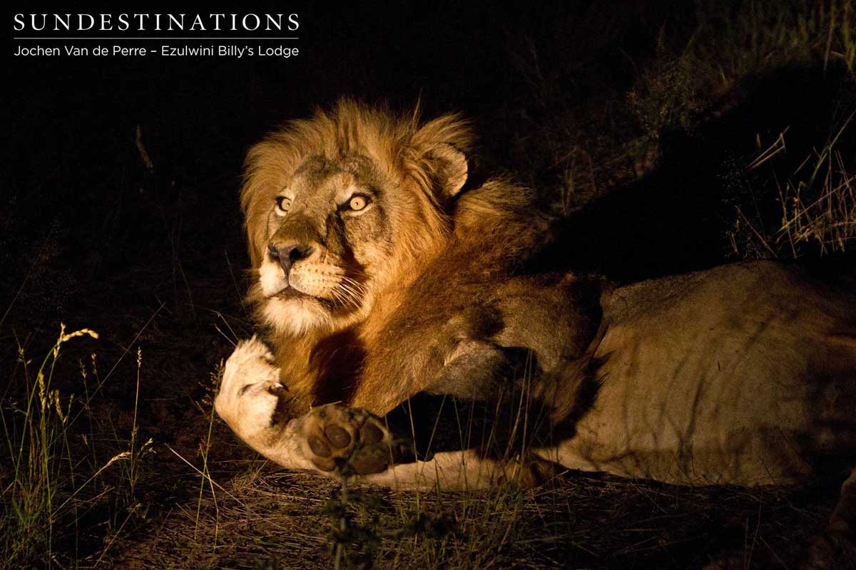 Duma - Olifants West Pride