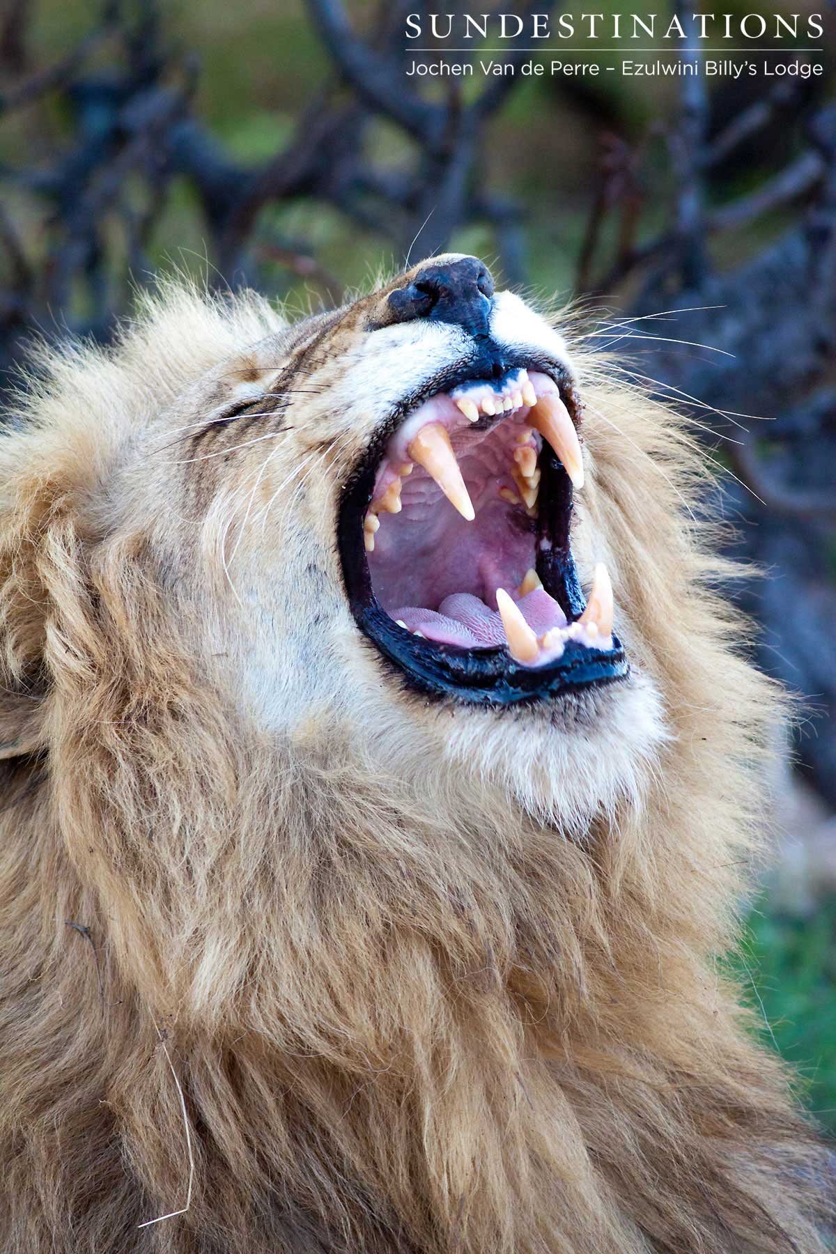 Duma the lion king roars.