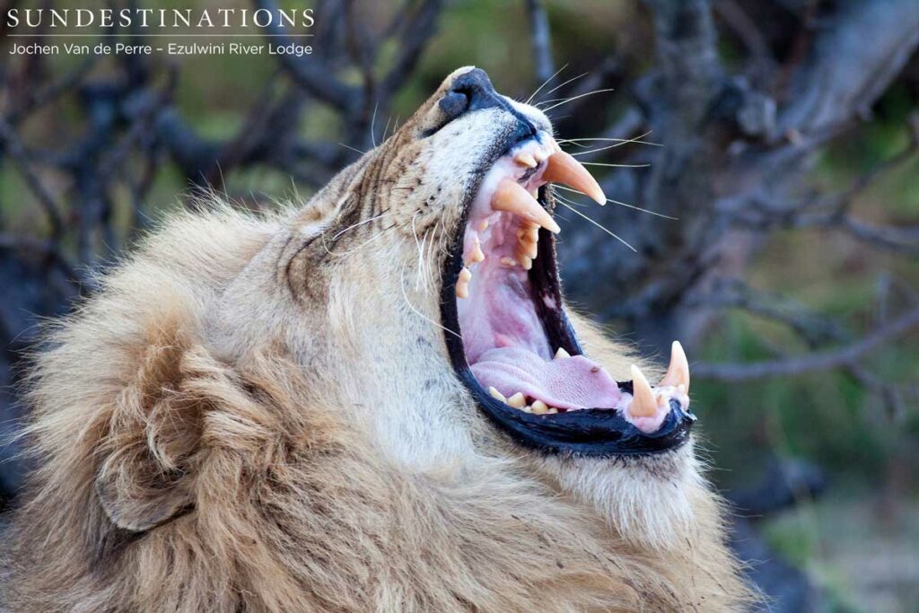 Duma Yawning