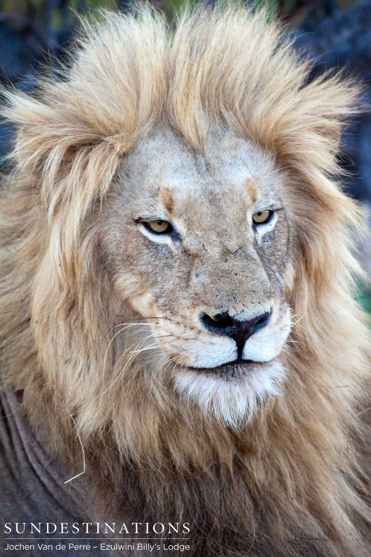 Duma is king of the Balule.