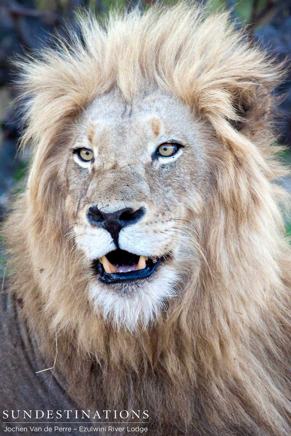 Front view of Duma the lion king.