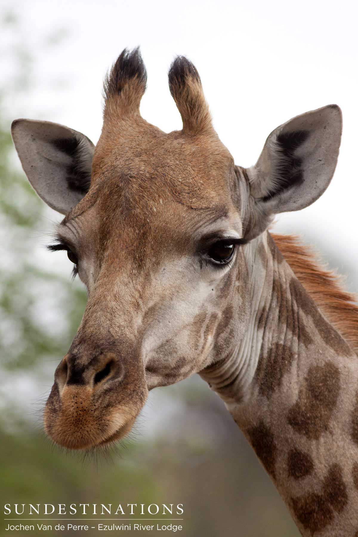 Giraffe Posing Giraffe Posing