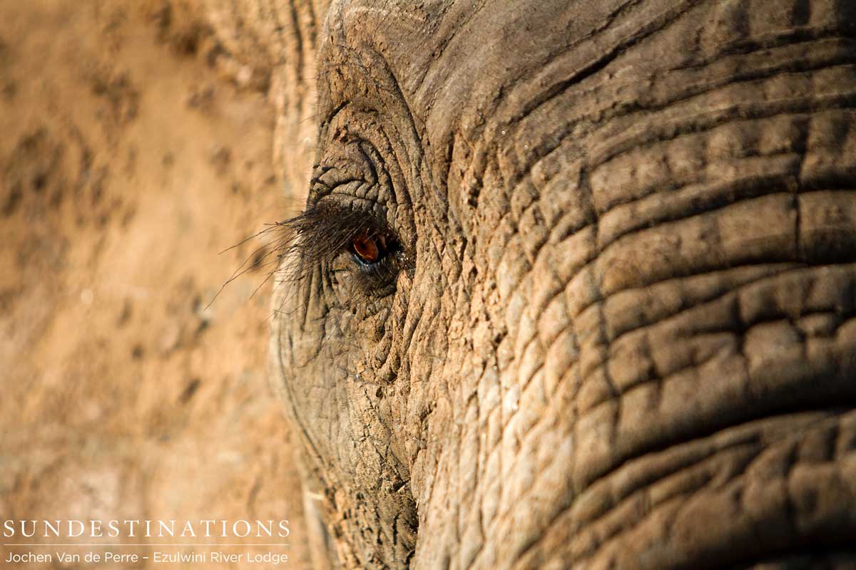 Elephant Eye Elephant eye at Ezulwini Game Lodges