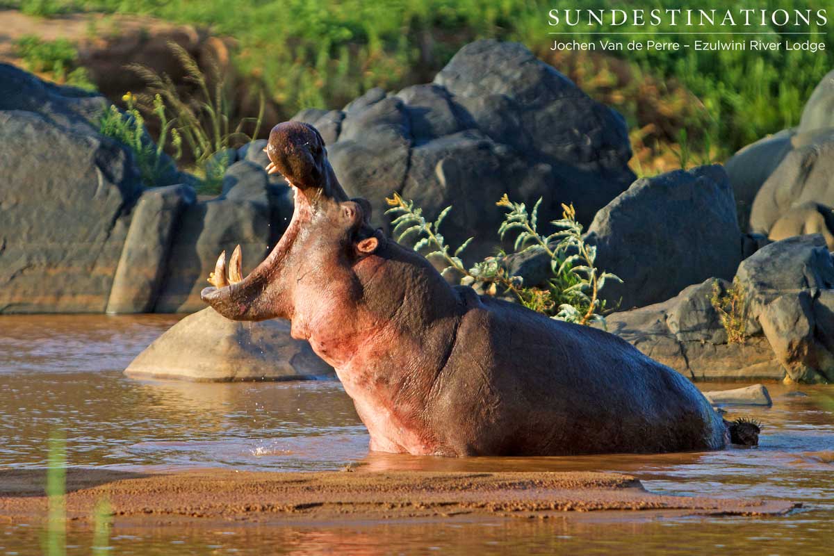 Hippo Guards Dam Hippo Guards Dam