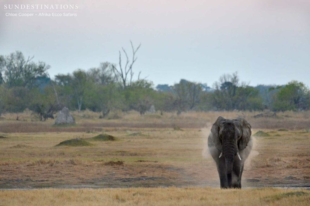 Elephant dust bath Elephant dust bath