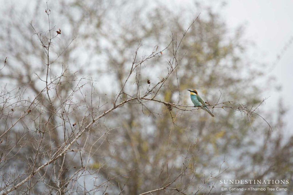 Summer migrant: European bee-eater Summer migrant: European bee-eater