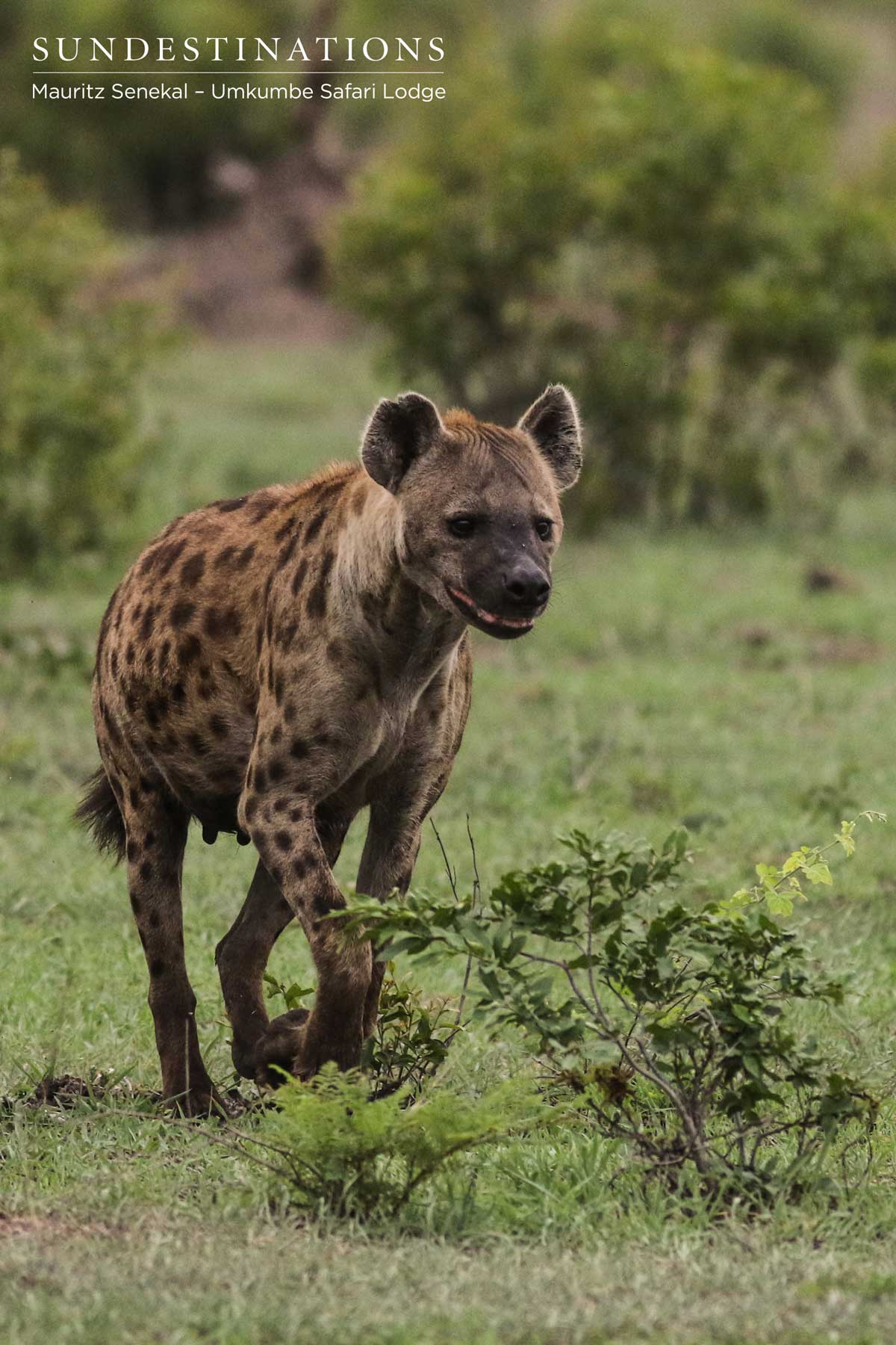 Hyena - Umkumbe Hyena - Umkumbe