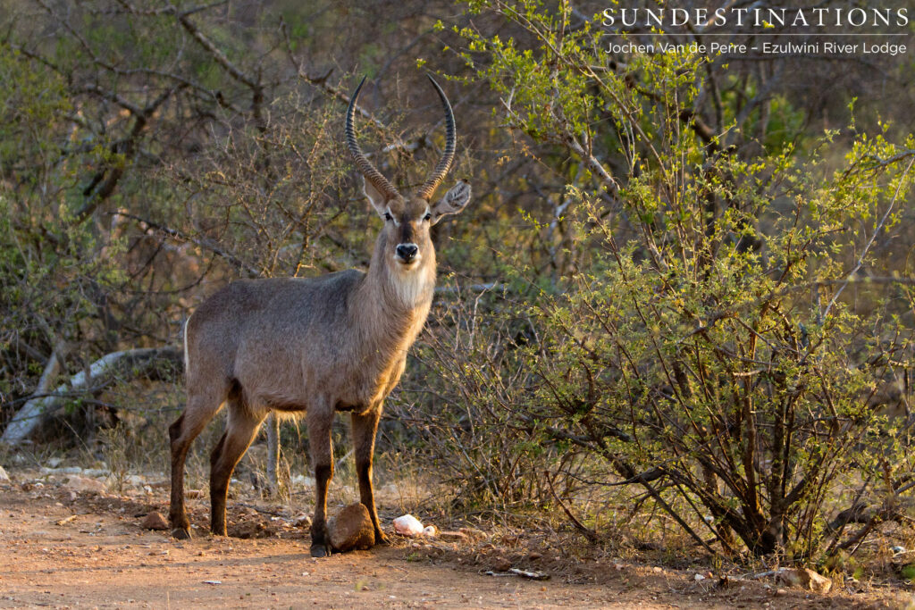 Waterbuck bull Waterbuck bull
