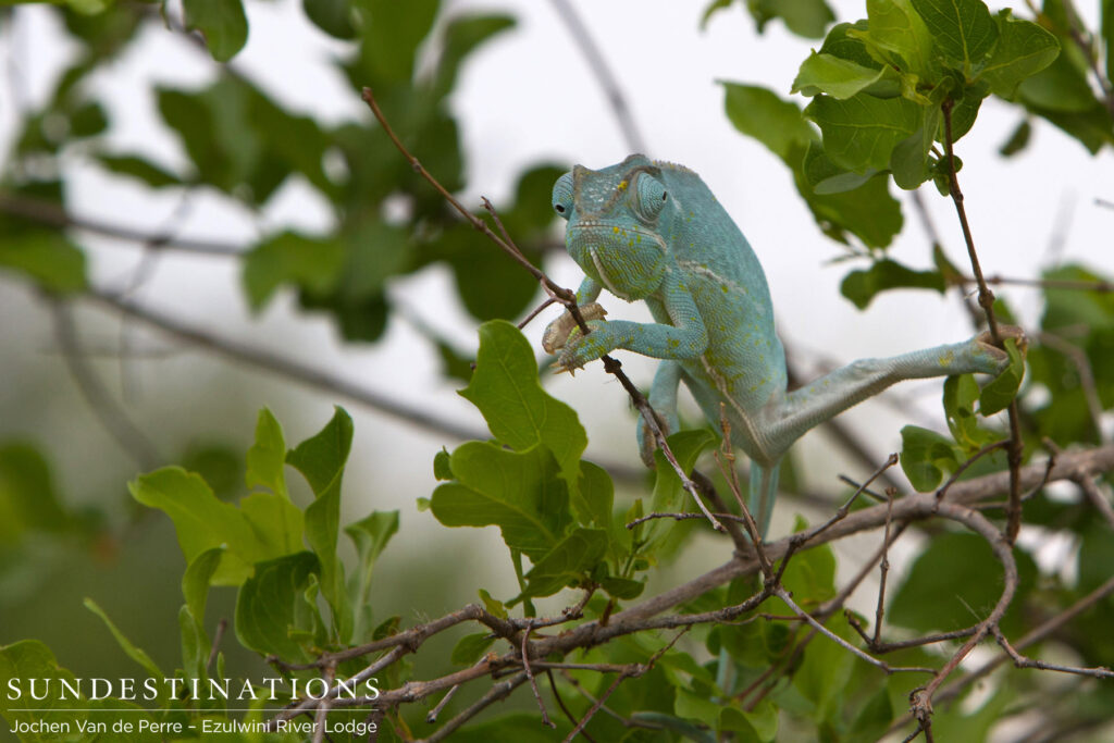 Flap neck chameleon Flap neck chameleon
