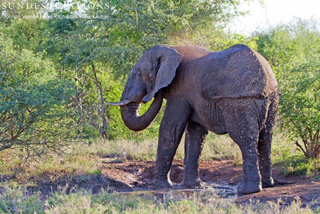 Elephant in musth having a mud bath Elephant in musth having a mud bath