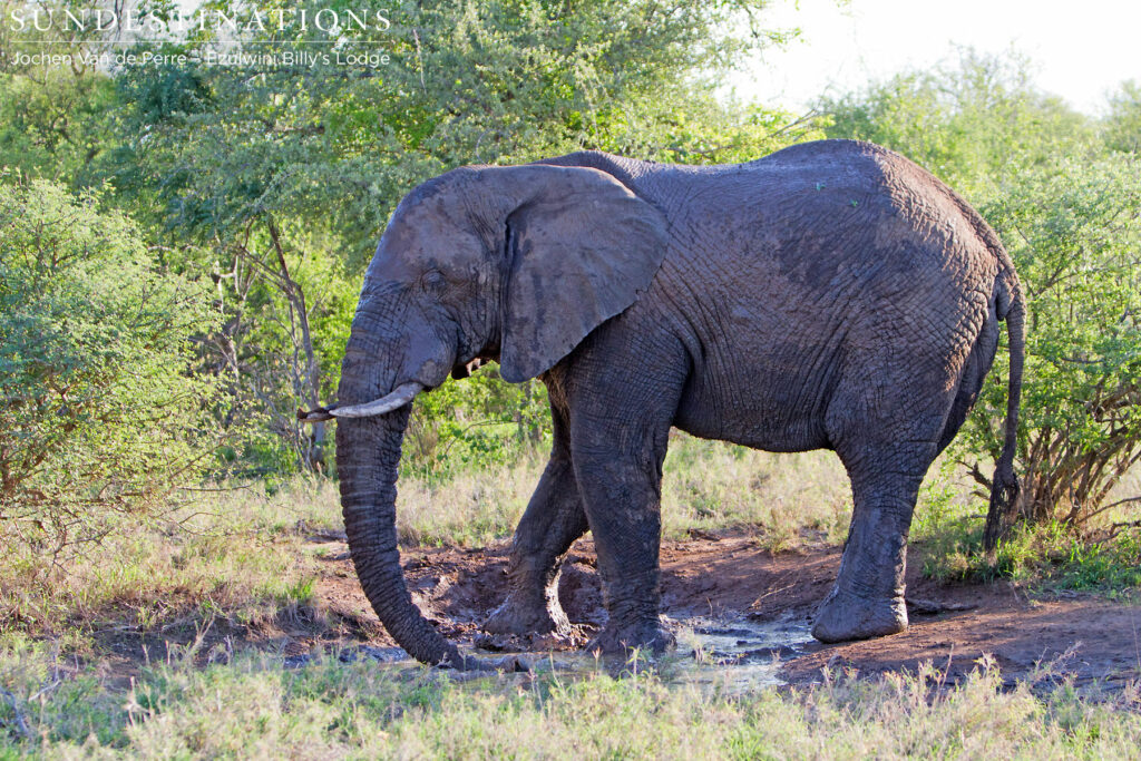 Bull elephant in the mud Bull elephant in the mud