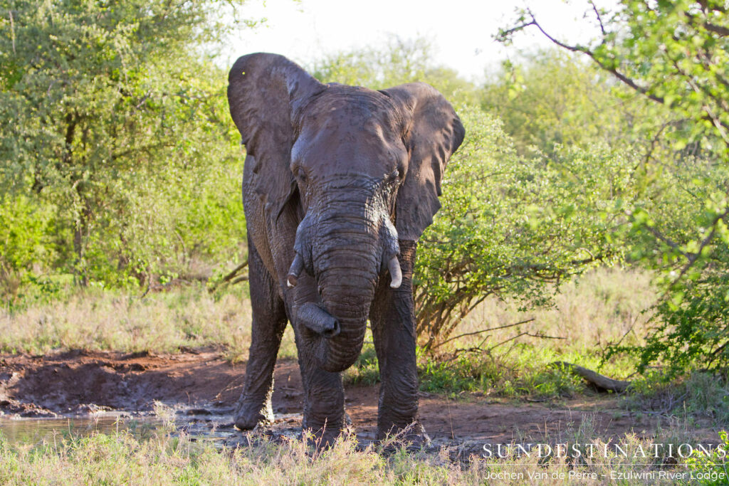 Bull elephant shaking his head Bull elephant shaking his head