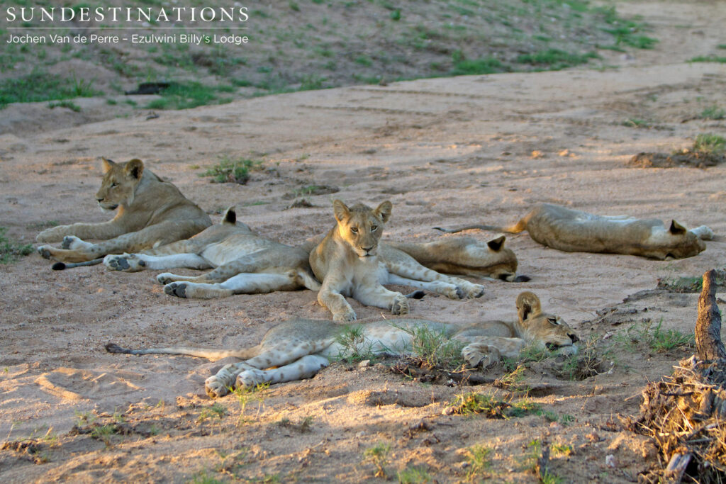 OW Pride resting