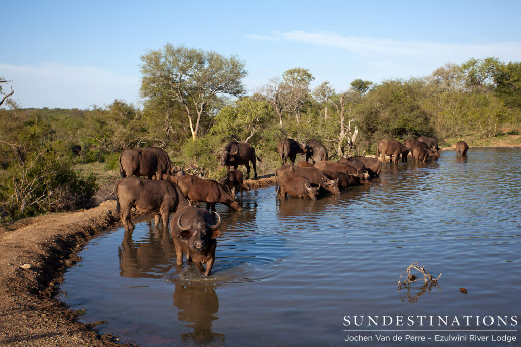 Buffalo gathering at a dam Buffalo gathering at a dam