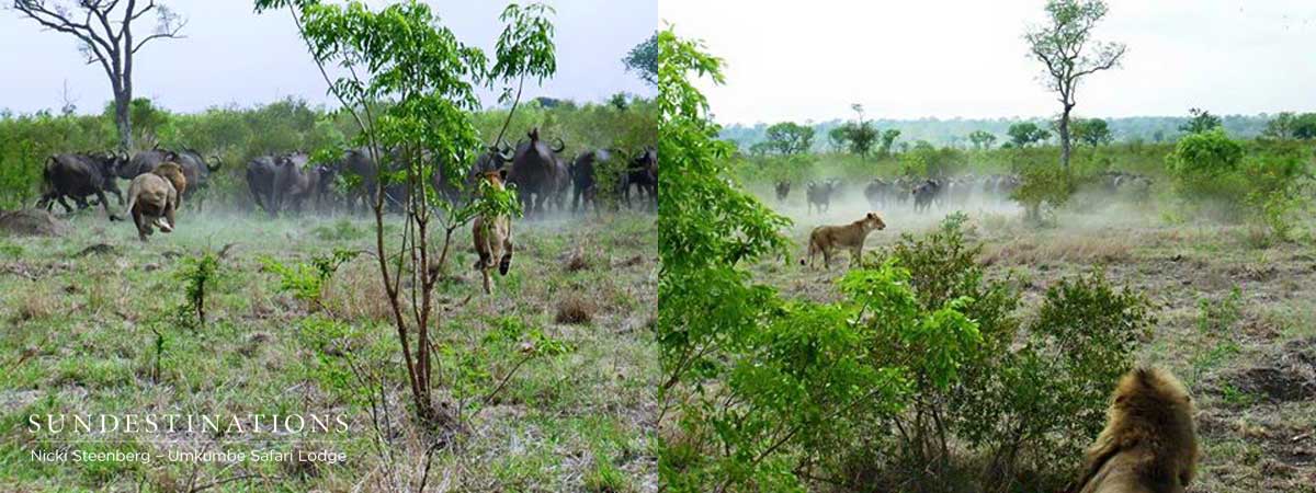 Lion Charge Umkumbe