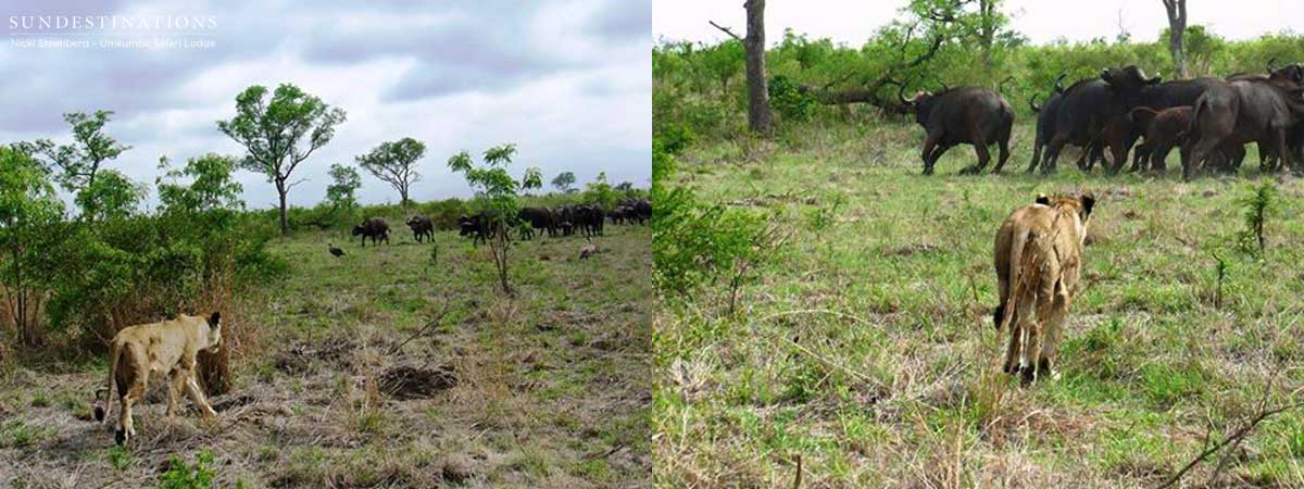 Lioness Charges Buffalo