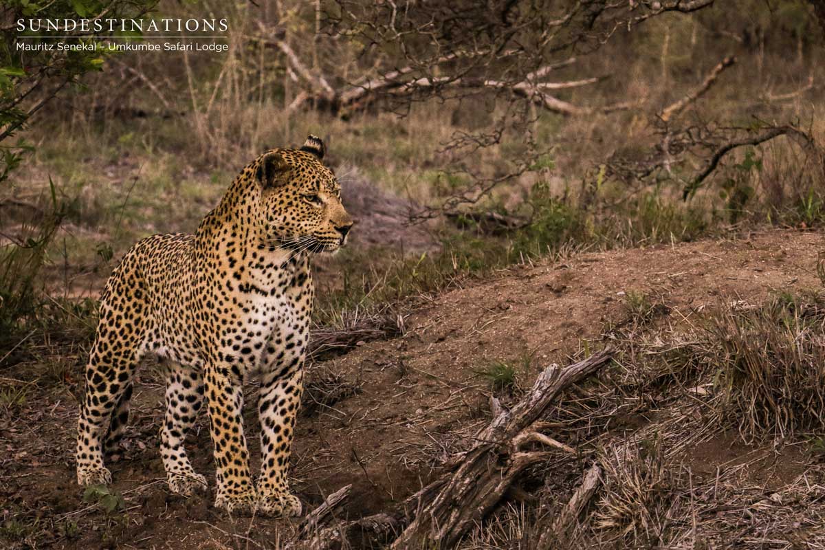 Mxabene Leopard Mxabene Leopard