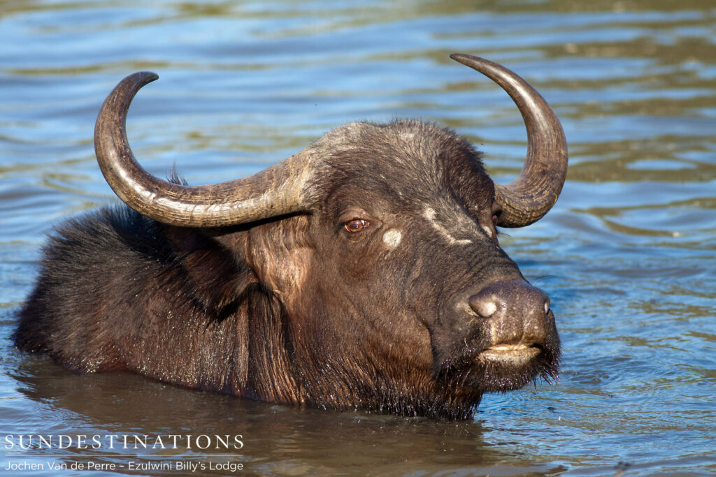 Buffalo having a swim Buffalo having a swim