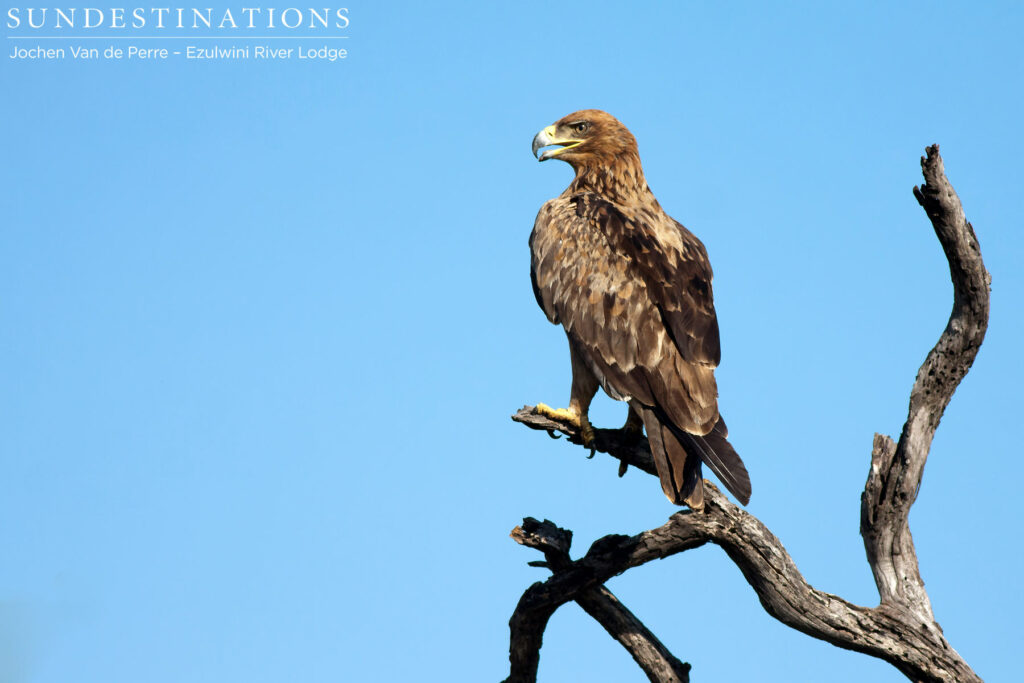 Tawny eagle Tawny eagle