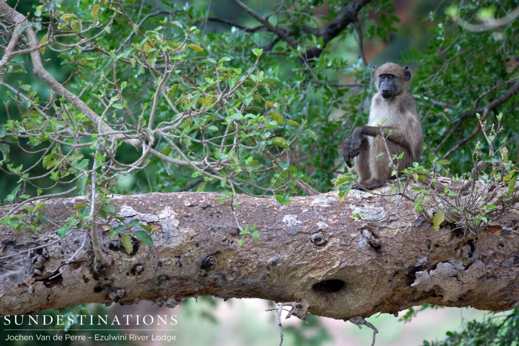 Pensive baboon Pensive baboon