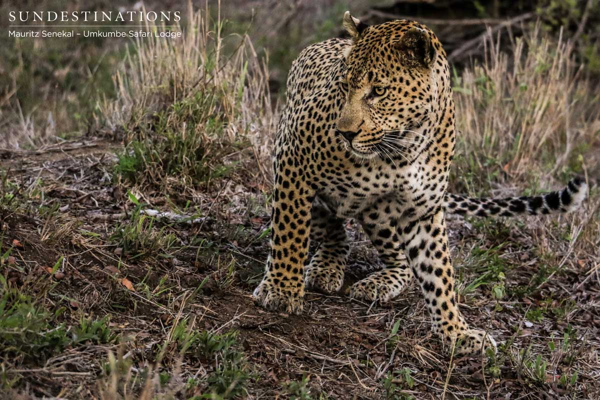Mxabene Male Leopard Mxabene Male Leopard